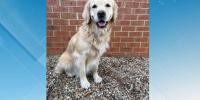 Non-profit donates body armor to Campbell County K-9