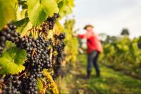 Climate Change Eyed as Reason for Dipping Greek Wine Harvest