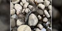 DEQ investigates chemical spill, dead fish in SE Portland creek