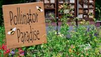 Tennessee homeowner 'heartbroken' after city mows down garden planted for bees and butterflies