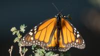 Court gives US wildlife agency until 2030 to decide on monarch protections sought over a decade ago