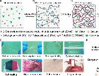 A skin-like, all-in-one hydrogel engineered via a supramolecular entangled network reinforced with hydrogen-bond–associated nanodomains