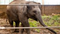 Tula-Tu stable as Oregon Zoo vets treat for rapidly progressing strain of elephant herpes