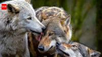 Wolves enter Finnish villages after Google clears 1,300 acres of forest for AI data centres: Here’s what happened next