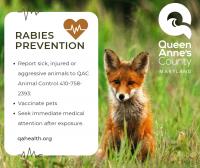 Queen Anne’s County Department of Health Announces Positive Rabies Case in Stevensville