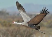 Registration opens for 2027 Wings Over Willcox Birding and Nature Festival