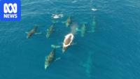 Tourists 'break the rules' diving with humpback whales in Tonga