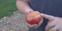 A Season of Extremes: Weather’s impact on the Valley’s agriculture industry