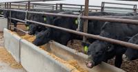 Strong prices, slow herd growth & market surprises | Beef Market Update, Oct 30, 2026