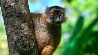 World Lemur Day: What happens to Madagascar’s forests if lemurs disappear?