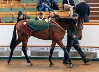 International Demand Helps Keep Tattersalls HIT Sale Figures Largely In Line With Last Year