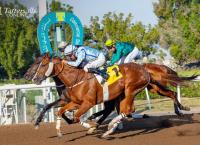 Asaassi Leads 25-Strong Catalogue For ERA Online November Sale