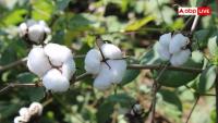 Centre Extends Cotton Import Duty Exemption Till Dec 31 To Ease Textile Industry Costs