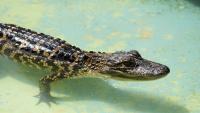 Scientists discover a hidden factor in how alligators become male or female
