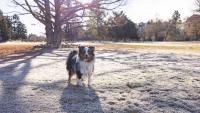 Boise brings back seasonal off-leash dog hours at three parks