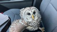 Injured owl rescued from the side of I-95 in northeastern Maryland An injured owl was rescued in Cecil County, Maryland, after it was spotted on the shoulder of Interstate 95, according to Maryland State Police.Officials said