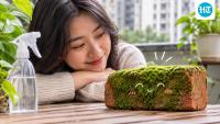 China's stressed young adults are raising moss-covered bricks instead of having pets