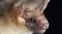 ‘Ryan GosWING’ could secure Oregon’s fourth consecutive win in BLM’s Bat Beauty Contest