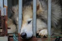 Buffalo Animal Shelter Relocation Addresses Many Issues
