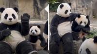 Watch: Caretaker Dresses As Panda To Befriend Baby Panda, Cute Video Goes Viral Online