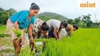 Government’s paddy procurement hit by weather woes, storage constraints