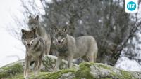 Chernobyl wolves were over 7 times as abundant as in nearby reserves; researchers found radiation stress and possible immune-gene selection