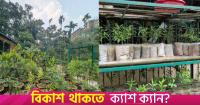 Bangladesh explores commercial sandalwood production, but returns decades away