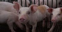 Research digs deeper into soybean meal quality