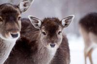 Biodiversity: Europe spends far too little and continues to fund harmful subsidies