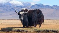 Scientists uncover 'Yak X', a lost relative of modern yaks