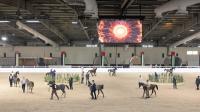 UAE National Arabian Horse Championship opens with 500 horses competing