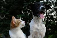 The City of Buenos Aires will have public cemeteries and crematoriums to bid farewell to pets