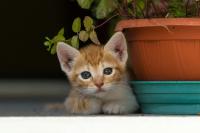 West Virginia spay-neuter program faces funding shortfall after helping 98,000 animals