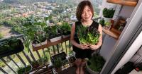 How Instagram microgardener Airene Tan harvests edibles from her 2 sq m HDB balcony