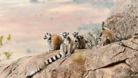 Lemurs of Madagascar: Over 100 Species Found Nowhere Else Face Mounting Pressure