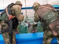 Dead dolphins, naval mines: Russia-Ukraine war destroys the Black Sea