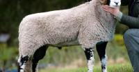 Beck Head tup leads Kirkby Stephen trade at £85,000