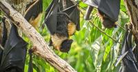 Fanihi influx triples roost counts in southern Guam; Andersen numbers remain unknown
