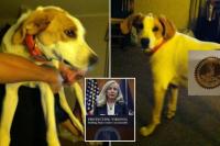 ‘Biscuit’ the dog is latest dead felon to get their voting rights back from Virginia Gov. Spanberger, confused owner says