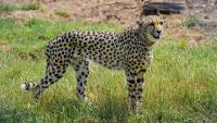 Kuno cheetah shooting raises questions over unexplained wildlife deaths, alleged poaching