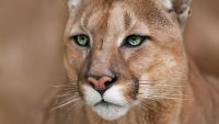 A cougar on your security camera? Utah officials say one sighting doesn't need a report
