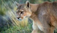 Rescued mountain lion bounds toward the camera on only three legs at Arkansas sanctuary