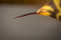 A wasp sting left an uninsured Virginia woman struggling to breathe — and with a $605 urgent care bill