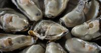 Colorado Woman Sues Whole Foods and Virginia Oyster Company After Salmonella Outbreak Linked to Little Wicomico River Oysters