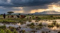 El Niño Rains Raise Rift Valley Fever Threat Across Eastern Africa as Disease Risk Spreads