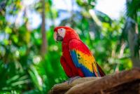 Scarlet Macaws Start Nesting in Costa Rica, and You Can Watch Live