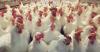 PECO Foods celebrates decade in Northeast Arkansas