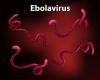 Africa CDC warns as Ebola deaths rise sharply