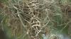 Volunteers sought for downtown Baton Rouge ball moss cleanup
