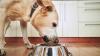 Company warns popular pet food may have sharp metal and plastic pieces